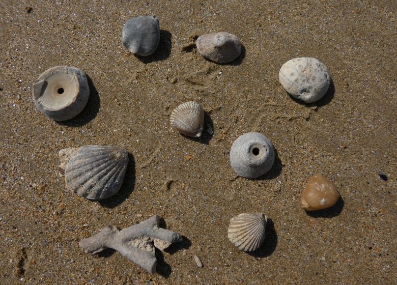 geologic-diffusion-fossiles-coquillages