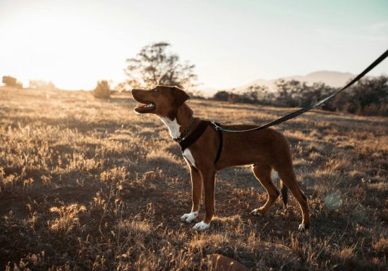 jon-koop-b-oDBMtXTGQ-unsplash