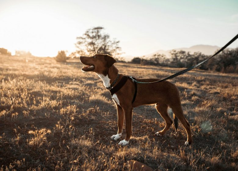jon-koop-b-oDBMtXTGQ-unsplash