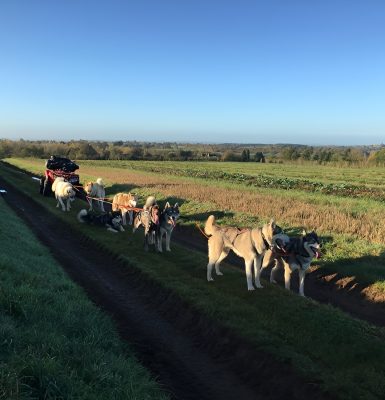 Will To Go Park – Chiens de traineau