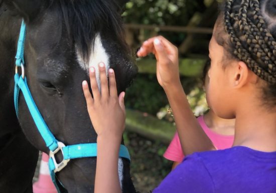 murmurer a l oreille des chevaux