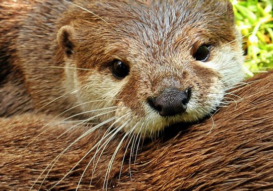 noname_13-otter-1438378_1280