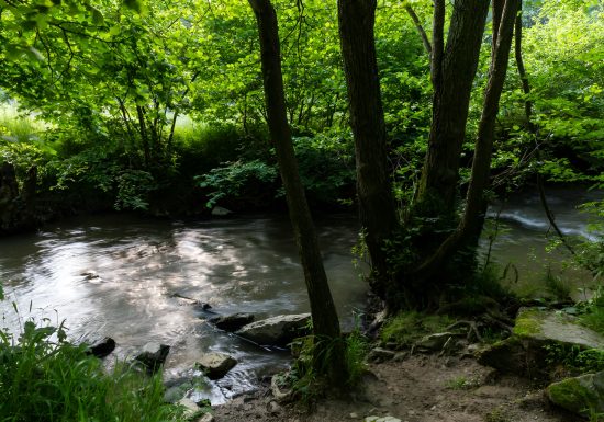 L’Odon traversant le bois des Amis de Jean Bosco. / © Thierry Houyel