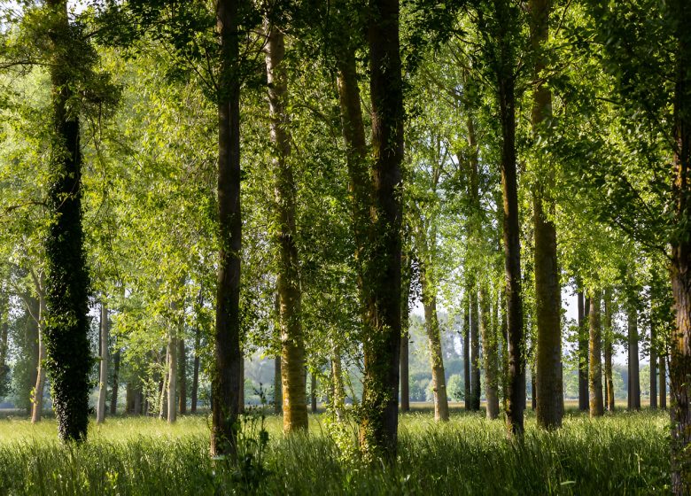 Peupleraie du marais de l’Orne et de la Noë. / © Thierry Houyel