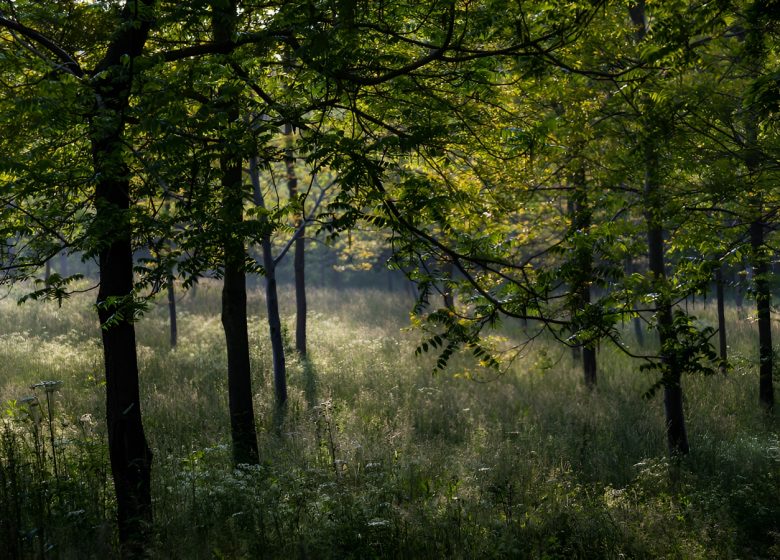 Prairie boisée de la vallée de l’Odon. / © Thierry Houyel