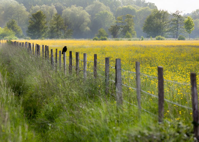 Prairie fleurie dans le marais de l’Orne et de la Noë. / © Thierry Houyel