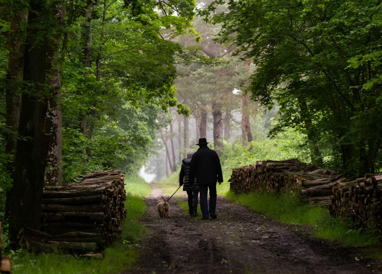 Promeneurs dans le bois de Jean Bosco à la vallée de l’Odon. / © Thierry Houyel