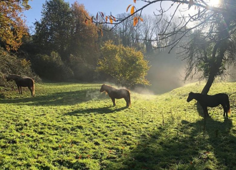 Rencontre avec le troupeau, en plein coeur de la nature à Gonneville-sur-Mer