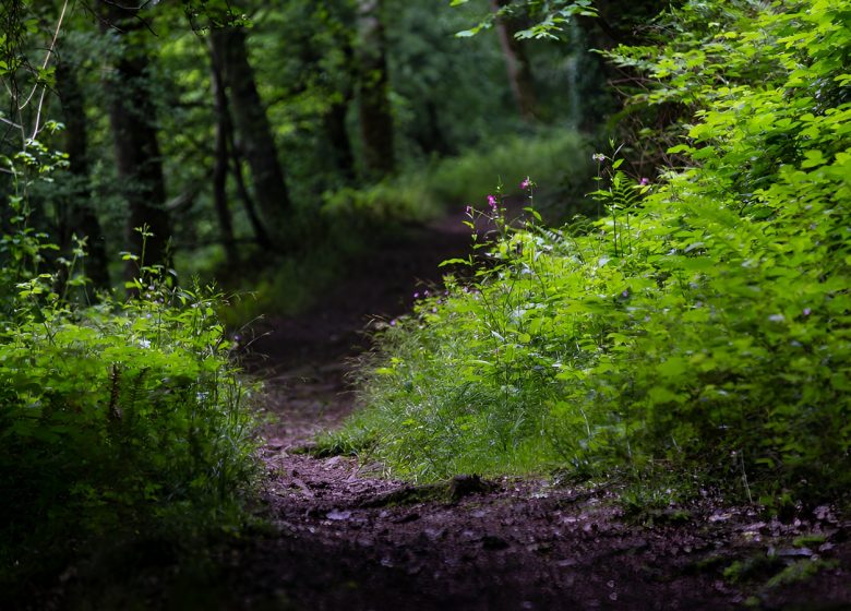 Sentier forestier dans la vallée de l’Odon. / © Thierry Houyel