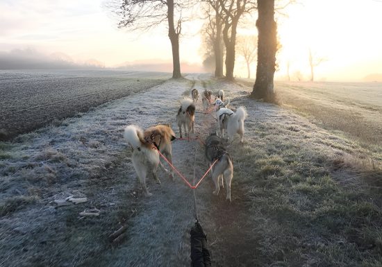sortie hivernale en traineau à chiens – crédit Flavien Deletre TIS