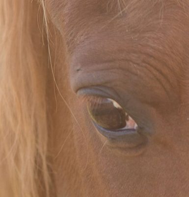 Regards Pluriels Equicoaching