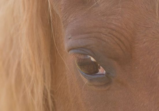 sous le regard cheval