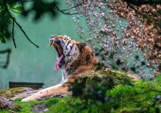tigre de sibérie
