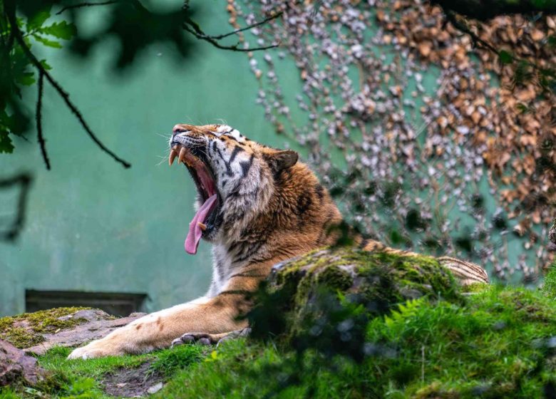 tigre de sibérie